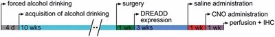 Chemogenetic Stimulation and Silencing of the Insula, Amygdala, Nucleus Accumbens, and Their Connections Differentially Modulate Alcohol Drinking in Rats